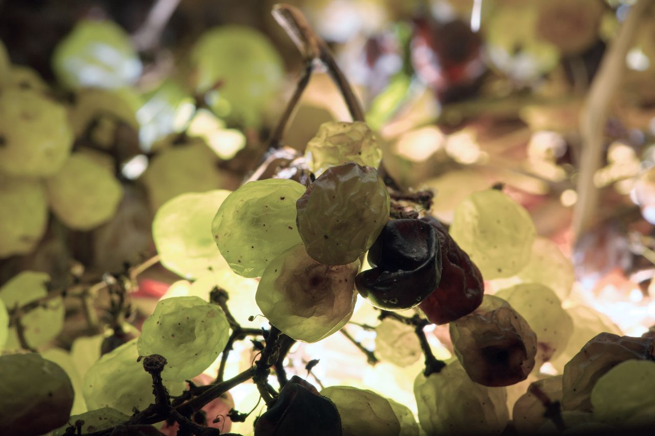 Vignoble Technique Vin de paille VDP-0026